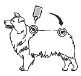 Pipetas Spot On para Perros Grandes 2 ml Pipetas Spot On Para Perros Grandes 2 Ml -Bravery Tienda pipetas antiparasitarias exspot 2ml para perros