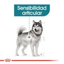 Royal Canin Maxi Joint Care 4 Royal Canin Maxi Joint Care -Bravery Tienda rc ccn jointcaremaxi cv eretailkit 2 es es 7