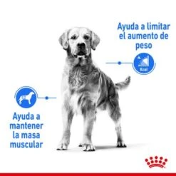 Royal Canin Medium Light Weight Care 4 Royal Canin Medium Light Weight Care -Bravery Tienda rc spt dry lightweightmed cv 1 es es 1 4