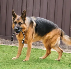 KONG Pelota Con Cuerda Extreme -Bravery Tienda xtrema dog 64f23bf456946